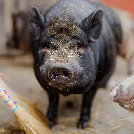 Σπίτι διακοπών Am Hof 2 *