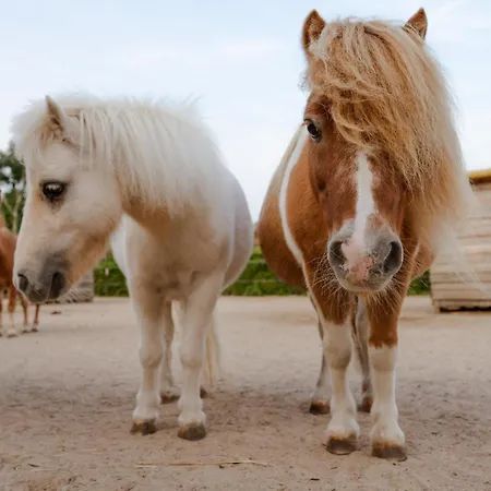 Сasa de vacaciones Am Hof 2