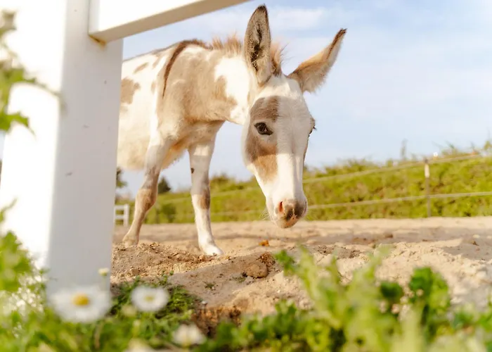 Am Hof 2 Casa vacanze *